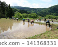 水稻梯田種植水稻 141368331