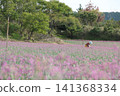 樂京花 141368334