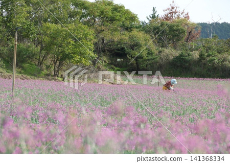 樂京花 141368334