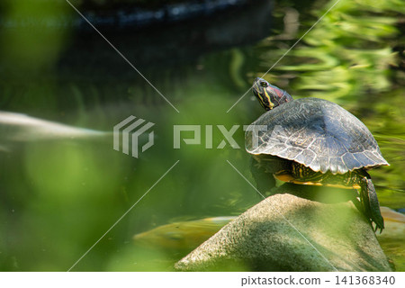 A turtle basking in the sun on a rock by the water's edge. A turtle basking in the sun on a rock by the water's edge. 141368340