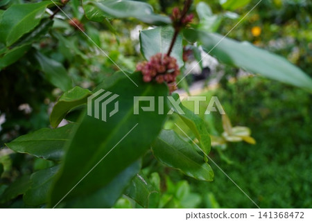 Vibrant Pink Flower Buds on a Syzygium Paniculatum Plant Vibrant Pink Flower Buds on a Syzygium Paniculatum Plant 141368472