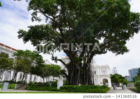 Giant Banyan Tree with Aerial Roots by White Architecture Giant Banyan Tree with Aerial Roots by White Architecture 141368516