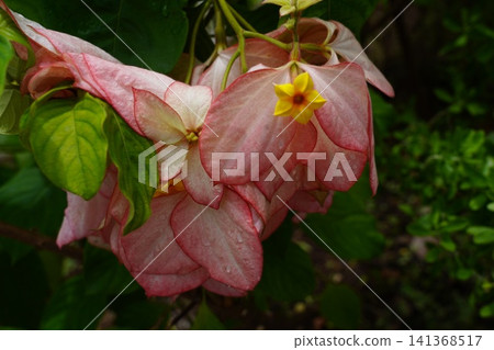 Vibrant Pink Mussaenda Flowers Tropical Garden Bloom 141368517
