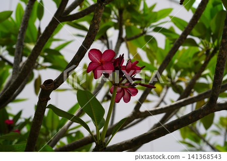 Vibrant Pink Frangipani Blossoms on a Tree Branch Vibrant Pink Frangipani Blossoms on a Tree Branch 141368543