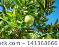 green oranges on the branches among the leaves 141368666