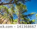 pine trees in the coniferous forest, bottom view 141368667