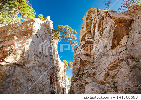 rock fault and growing pines rock fault and growing pines 141368668
