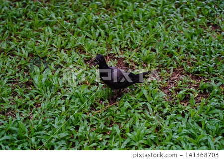 Black Pigeon Foraging on Green Lawn Grass Nature Photography Black Pigeon Foraging on Green Lawn Grass Nature Photography 141368703