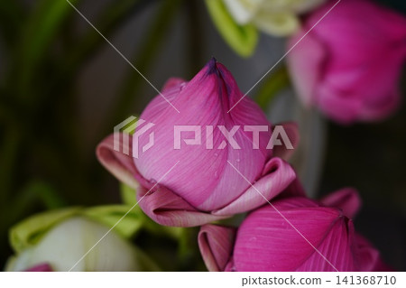 Vibrant Pink Lotus Flower Buds Unfurling in Nature Vibrant Pink Lotus Flower Buds Unfurling in Nature 141368710
