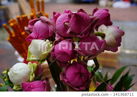 Vibrant Pink and White Lotus Buds with Water Droplets 141368711