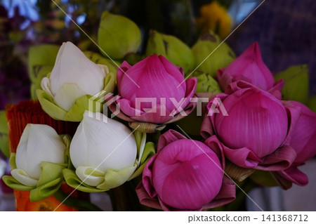 Vibrant Pink and White Sacred Lotus Flower Buds Display Vibrant Pink and White Sacred Lotus Flower Buds Display 141368712