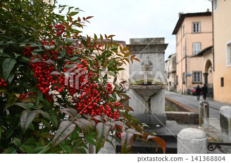 Southern berries blend in with the cityscape of Lucca (2) Southern berries blend in with the cityscape of Lucca (2) 141368804