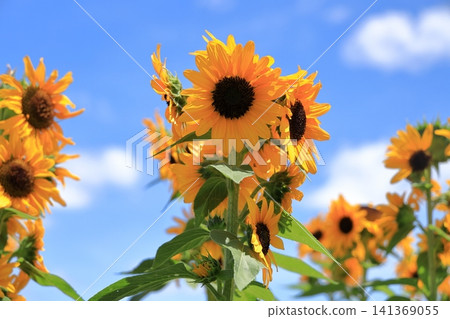 Sunflower field and blue sky (Sunfinity) Sunflower field and blue sky (Sunfinity) 141369055