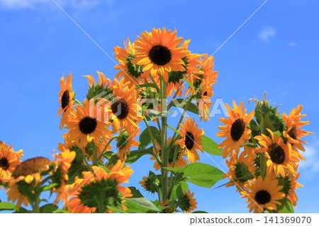 Sunflower field and blue sky (Sunfinity) 141369070