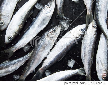 Frozen seafood anchovies and herring fish sprat on brick of ice and snow. Frozen seafood anchovies and herring fish sprat on brick of ice and snow. 141369205