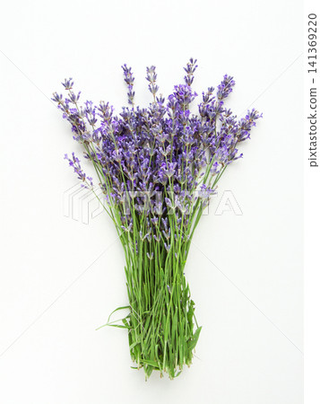 Bouquet of fresh aromatic blooming lavender flowers on white background Bouquet of fresh aromatic blooming lavender flowers on white background 141369220