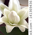 White lily 141369436