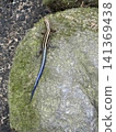 lizard walking on the road 141369438