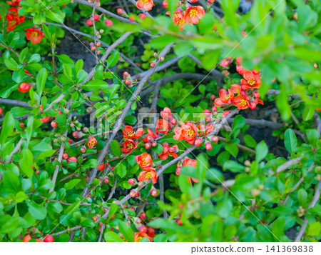 Flowering Quince Red Orange Blossoms on Branches Green Leaves Flowering Quince Red Orange Blossoms on Branches Green Leaves 141369838