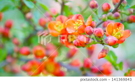 Macro Orange Quince Blossom With Buds on Spring Branch Macro Orange Quince Blossom With Buds on Spring Branch 141369843