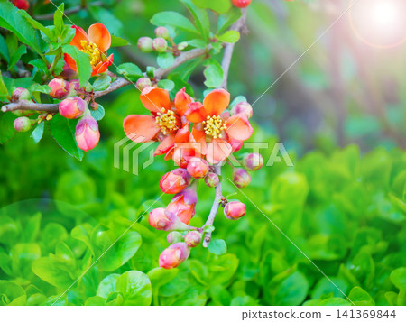 Macro Orange Quince Blossom With Buds on Spring Branch Macro Orange Quince Blossom With Buds on Spring Branch 141369844