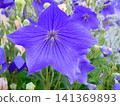 The bellflowers, flowers used during the Obon festival, have begun to bloom. The bellflower is one of the seven autumn flowers. 141369893