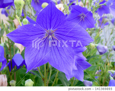The bellflowers, flowers used during the Obon festival, have begun to bloom. The bellflower is one of the seven autumn flowers. 141369893