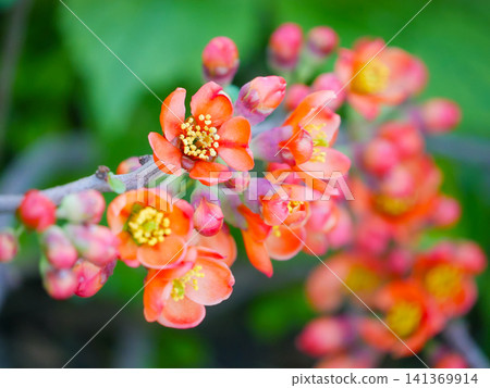 Macro Orange Quince Blossom With Buds on Spring Branch Macro Orange Quince Blossom With Buds on Spring Branch 141369914