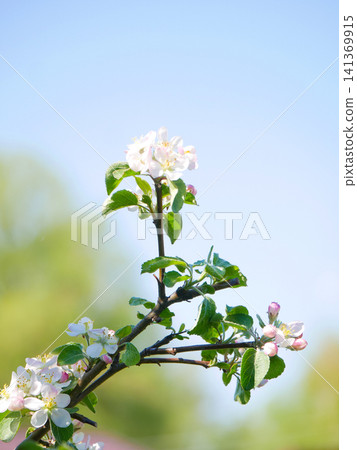 Apple tree blossoming branch against clear blue sky 141369915