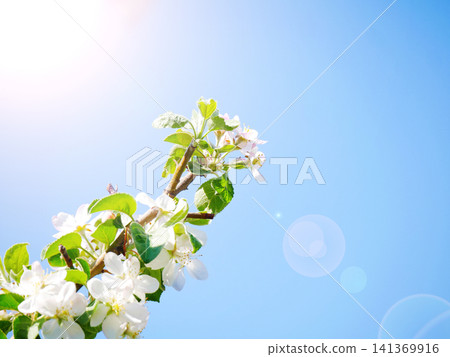 Apple blossom branch sunlight lens flare blue sky Apple blossom branch sunlight lens flare blue sky 141369916
