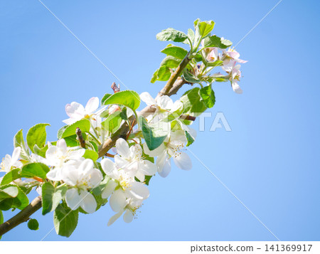 Apple tree branch with white pink blossoms blue sky Apple tree branch with white pink blossoms blue sky 141369917