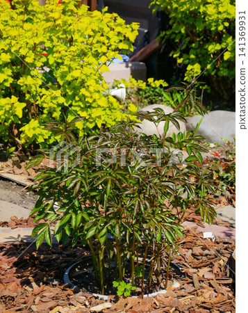 Peony shrub with dark foliage in garden mulch bed Peony shrub with dark foliage in garden mulch bed 141369931