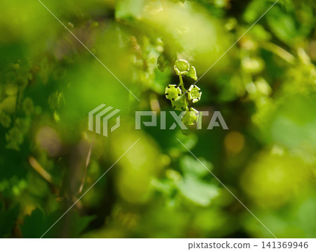 Macro green currant berry forming on branch bokeh background 141369946