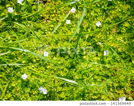 Green creeping thyme mat with small blue veronica flowers Green creeping thyme mat with small blue veronica flowers 141369949