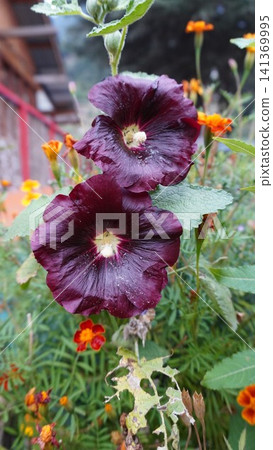 Close-up of two deep burgundy hollyhock flowers with orange marigolds in the background, contrast concept. Close-up of two deep burgundy hollyhock flowers with orange marigolds in the background, contrast concept. 141369995