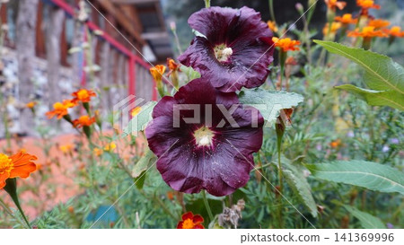 Close-up of two deep burgundy hollyhock flowers with velvety petals and white centers, elegance concept. Close-up of two deep burgundy hollyhock flowers with velvety petals and white centers, elegance concept. 141369996