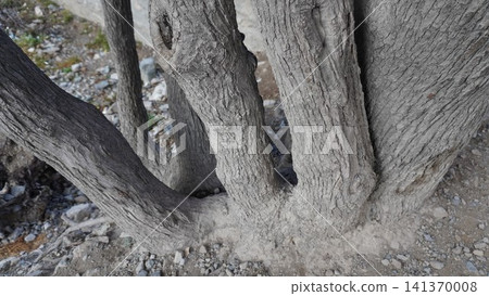 Close-up of a massive tree trunk with thick gray-brown branches and rough textured bark, longevity concept. Close-up of a massive tree trunk with thick gray-brown branches and rough textured bark, longevity concept. 141370008