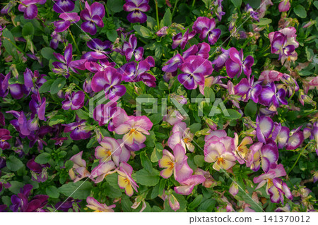 Purple and pink pansies are in full bloom in the flowerbed. Purple and pink pansies are in full bloom in the flowerbed. 141370012