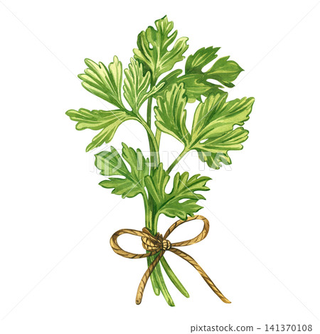 A bunch of parsley tied with a rope. Everything is hand-painted in watercolor. Watercolor illustration of parsley for the design of recipes for healthy organic dishes, prints on dishes, fabrics. 141370108