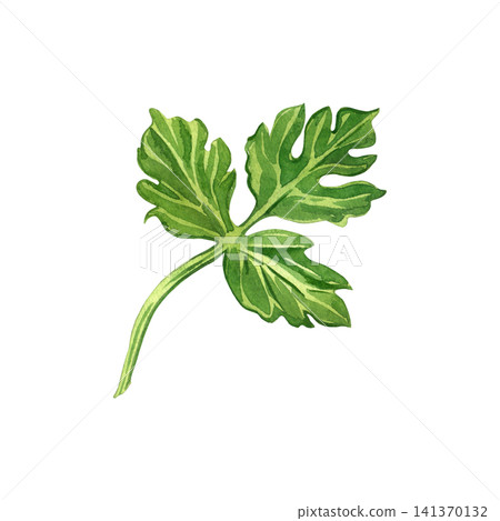 Watercolor illustration of a green parsley leaf, healthy greens. A hand-painted parsley in watercolor. Watercolor illustration for the design of restaurant menus and labels for healthy food. Watercolor illustration of a green parsley leaf, healthy greens. A hand-painted parsley in watercolor. Watercolor illustration for the design of restaurant menus and labels for healthy food. 141370132