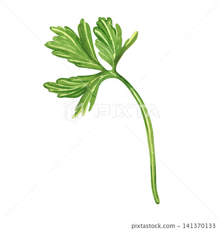 Green parsley leaf isolated on white background. Everything is hand painted with watercolors. Fresh aromatic edible herb for culinary design and healthy eating concept, print on fabric, paper. 141370133