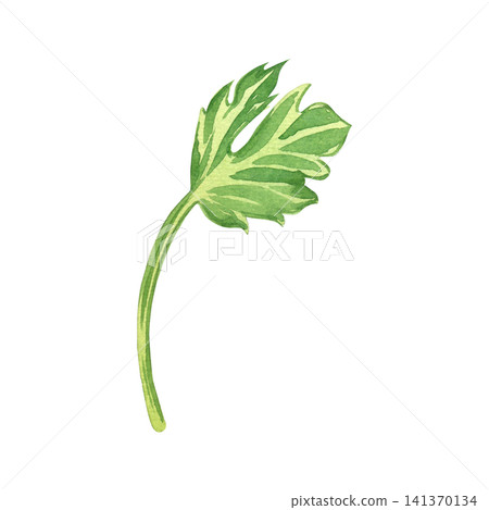 Watercolor illustration of a single green parsley leaf with a stem. All objects are hand-painted in watercolor. An element of fresh greenery for decorating culinary menus, kitchen textiles. 141370134
