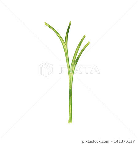 Watercolor illustration depicting a single stem of a parsley plant. Everything is hand-painted in watercolor. The illustration is suitable for the design of kitchen menus and culinary decorations. 141370137
