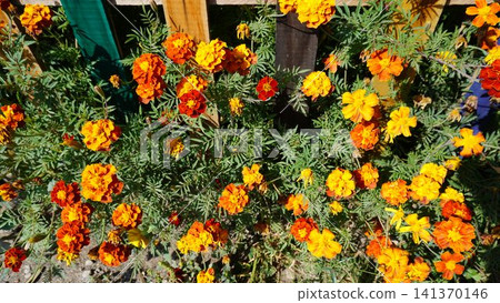 Vibrant garden photograph of orange and red marigold flowers with dense green foliage, colour concept. Vibrant garden photograph of orange and red marigold flowers with dense green foliage, colour concept. 141370146