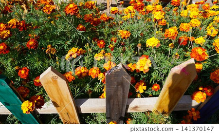Vibrant garden scene of orange and yellow marigold flowers against a painted wooden fence, home concept. Vibrant garden scene of orange and yellow marigold flowers against a painted wooden fence, home concept. 141370147