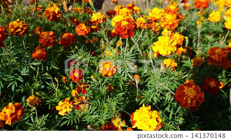 Vibrant garden photograph of marigold flowers in orange and red with lush green foliage, density concept. Vibrant garden photograph of marigold flowers in orange and red with lush green foliage, density concept. 141370148