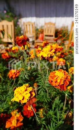 Close-up of marigold flowers with orange and red petals near wooden Adirondack chairs, relax concept. Close-up of marigold flowers with orange and red petals near wooden Adirondack chairs, relax concept. 141370149