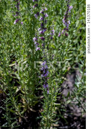 Close-Up of Purple Hyssop Inflorescences and Narrow Leaves 141370186