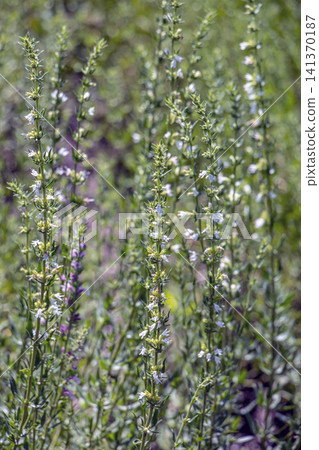White-Flowered Common Hyssop Stems in a Botanical Garden White-Flowered Common Hyssop Stems in a Botanical Garden 141370187