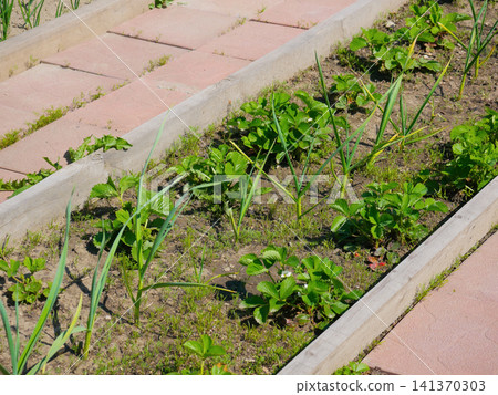 Raised garden bed with onion garlic and strawberry plants Raised garden bed with onion garlic and strawberry plants 141370303